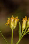 Flat-top goldentop